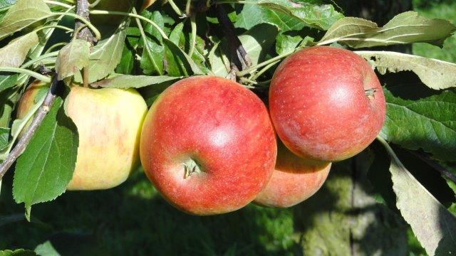 Traditionelle Hochstamm-Apfelsorten